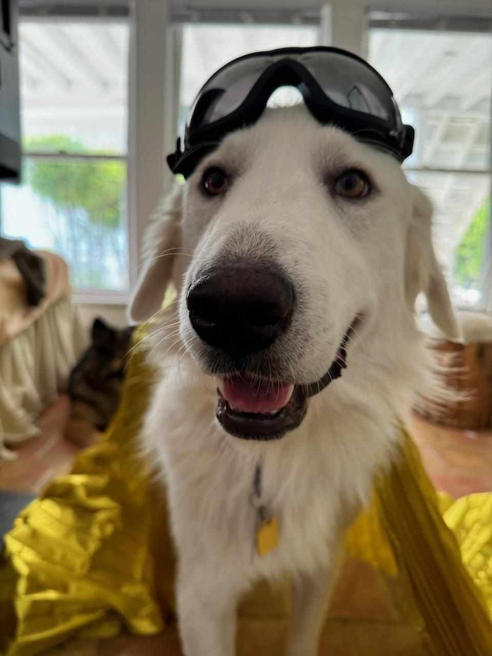 About the TGPR Puppy Yoga T! campaign on Bonfire 5