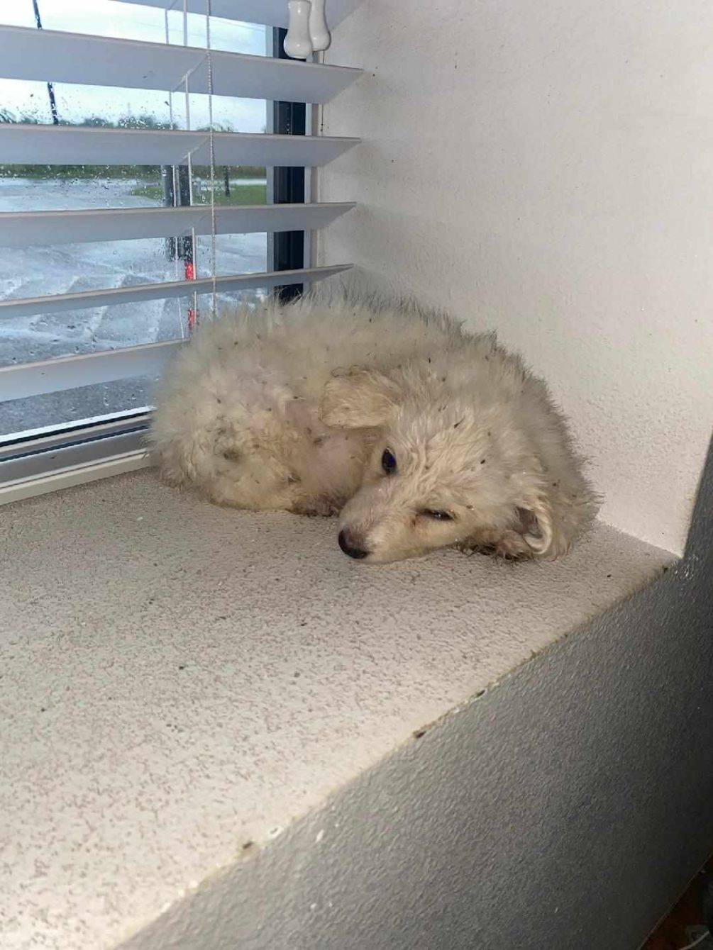 About the TGPR Puppy Yoga T! campaign on Bonfire 2