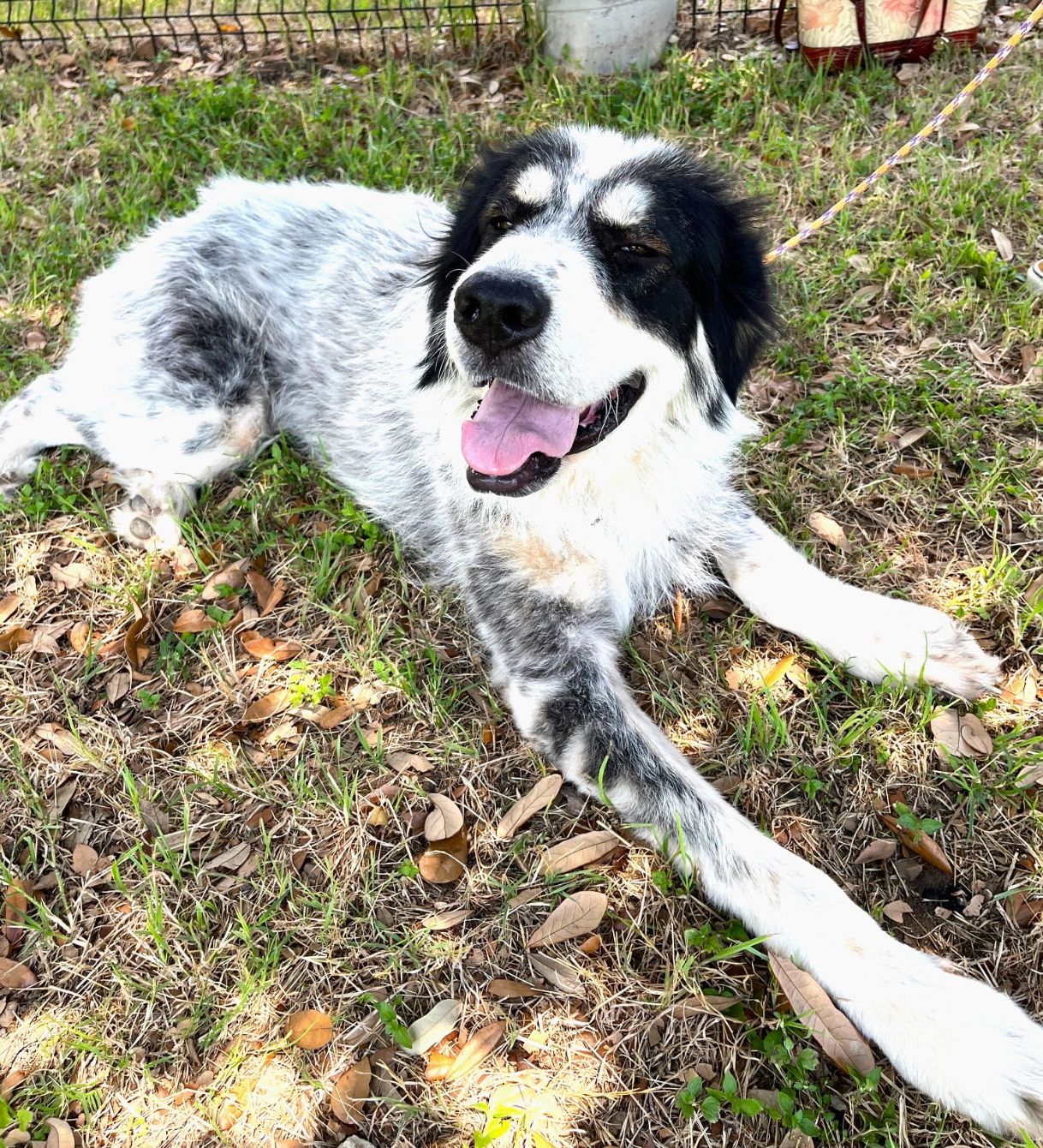 About the TGPR Puppy Yoga T! campaign on Bonfire 3