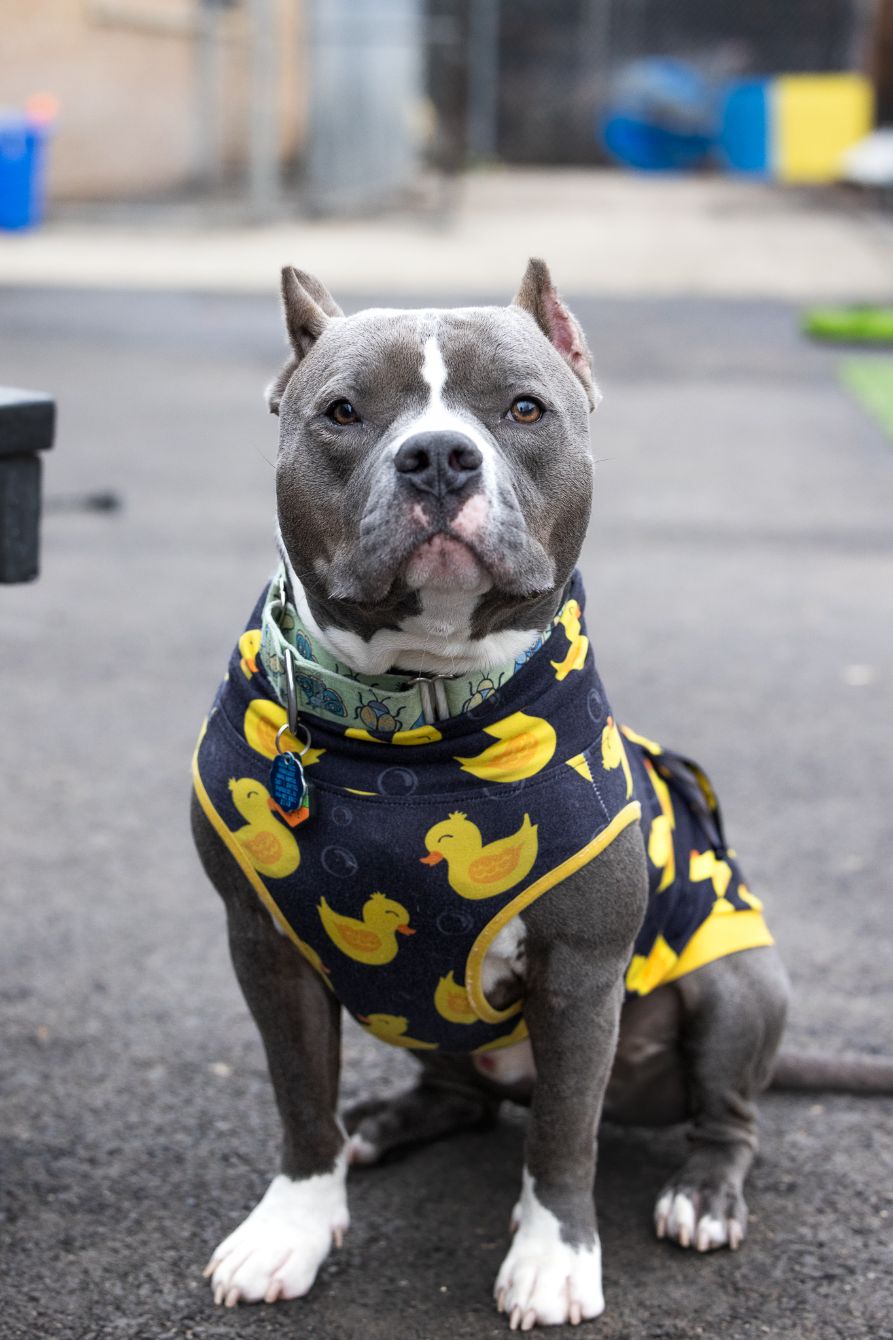 About the Classic CCR Logo campaign on Bonfire 2