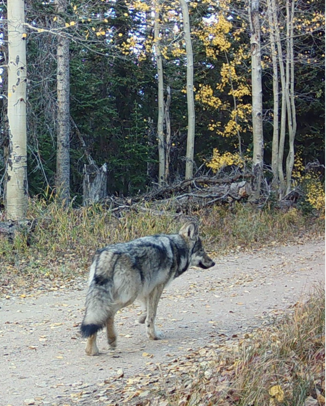 About the COPPER CREEK WOLF PUP campaign on Bonfire 2