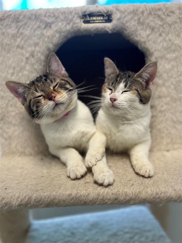 About the  campaign on Bonfire 3