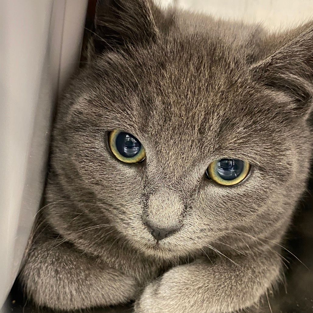 About the  campaign on Bonfire 5