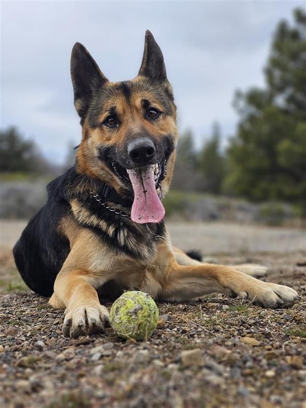 About the  campaign on Bonfire 4