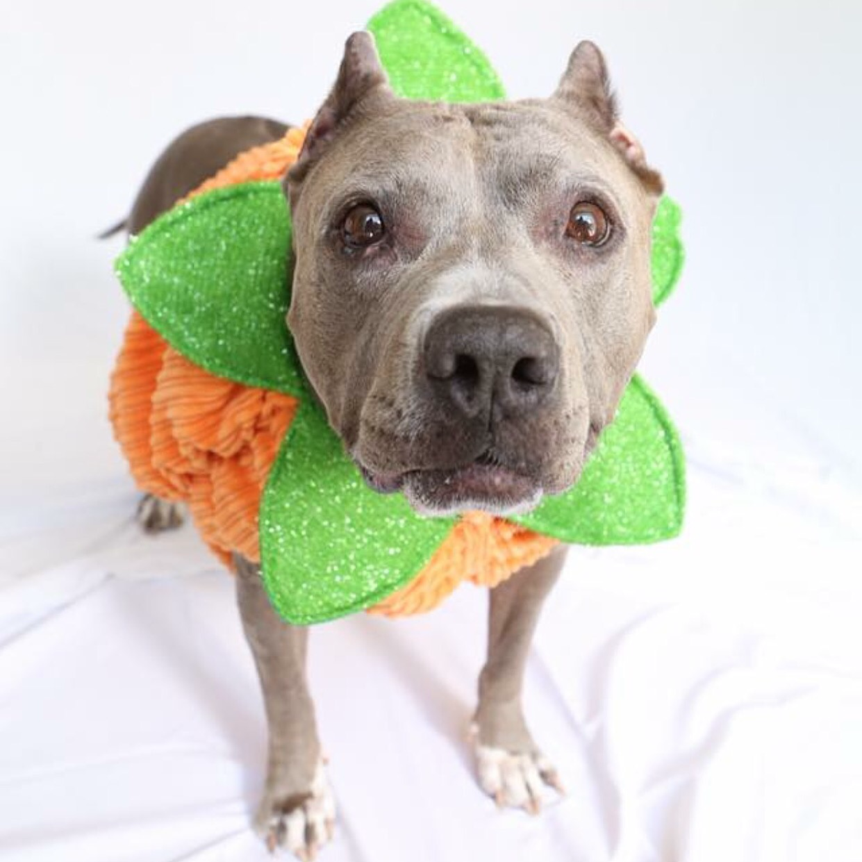 About the BORN INHERENTLY GOOD - ANGEL campaign on Bonfire 2