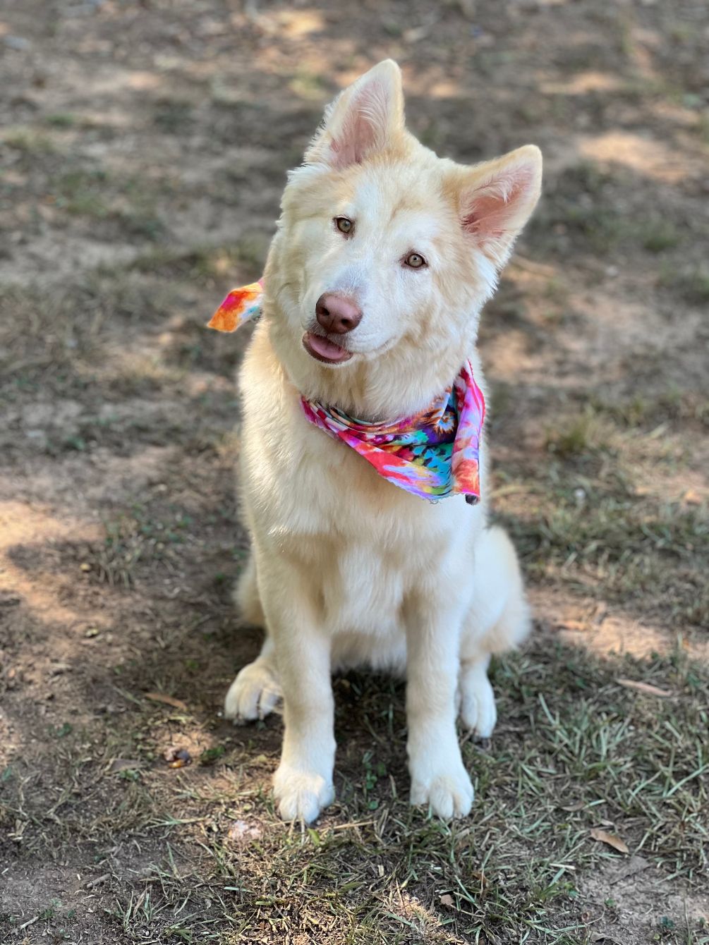 About the Once Upon A Time campaign on Bonfire 2