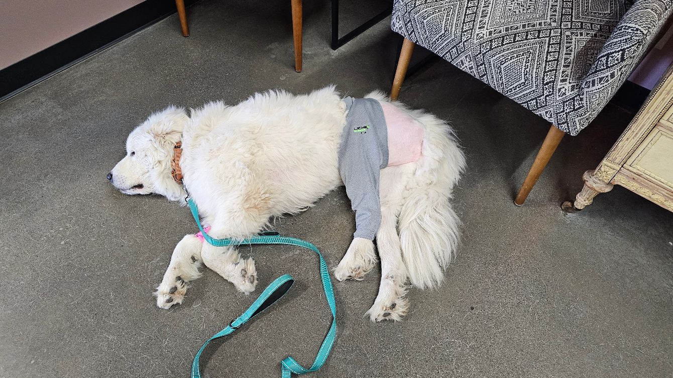 About the Dog bandana fundraiser campaign on Bonfire 2