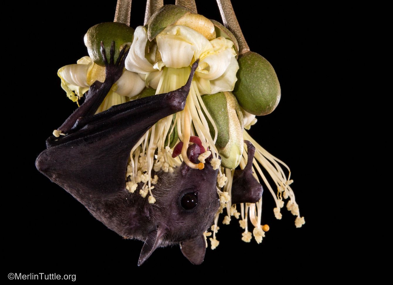 About the I <3 BATS campaign on Bonfire 2