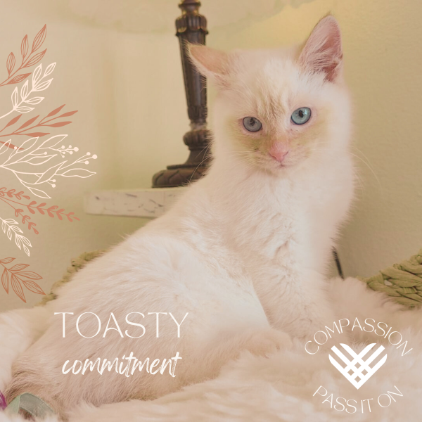 About the MEOW Cat Rescue campaign on Bonfire 4