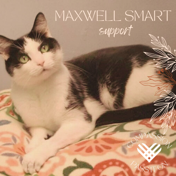 About the MEOW Cat Rescue campaign on Bonfire 3