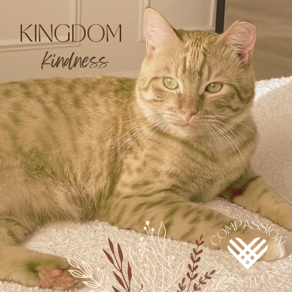 About the MEOW Cat Rescue campaign on Bonfire 2