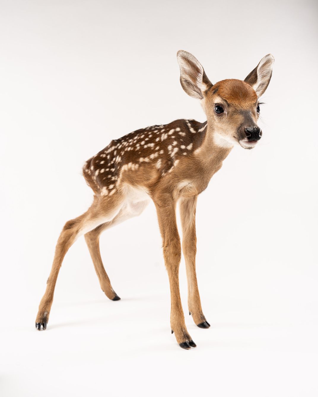 About the Edith Allen Wildlife Sanctuary campaign on Bonfire 2