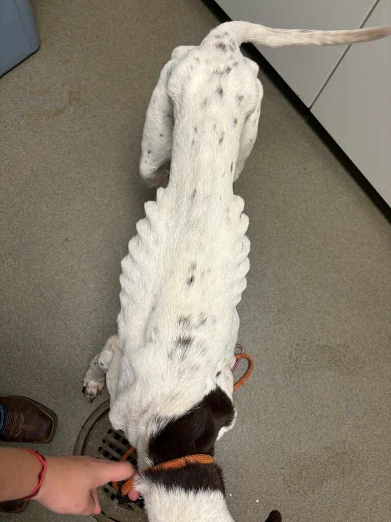 About the MDGSP Rescue- Fall '24 Fundraiser campaign on Bonfire 3