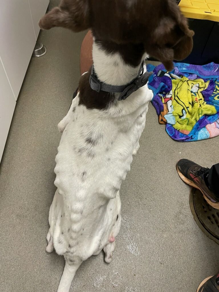 About the MDGSP Rescue- Fall '24 Fundraiser campaign on Bonfire 2