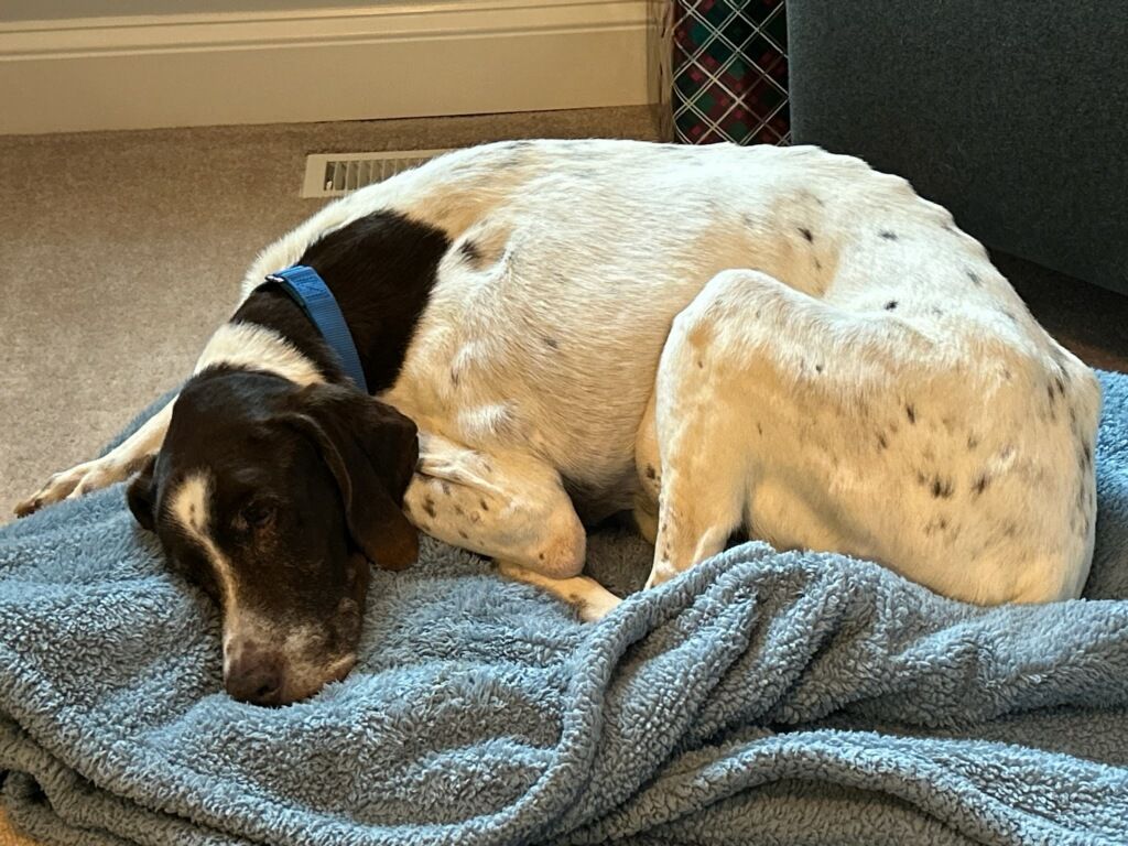 About the MDGSP Rescue- Fall '24 Fundraiser campaign on Bonfire 4