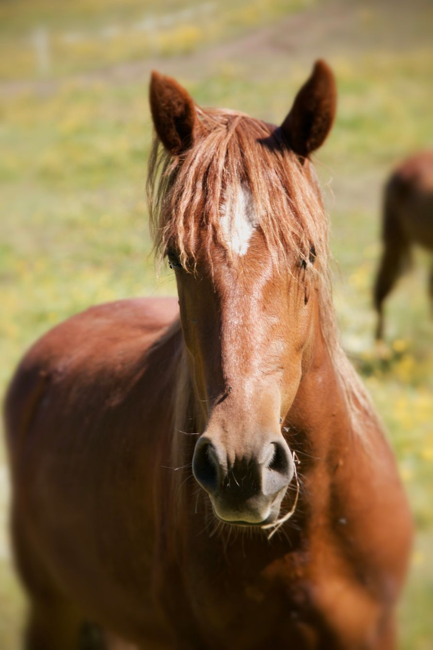 About the River - Year of the Fire Horse campaign on Bonfire 2