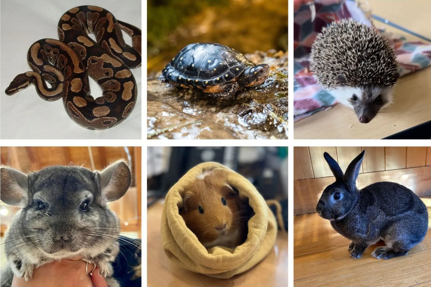 About the DNC - Giving Tuesday Sale campaign on Bonfire 3