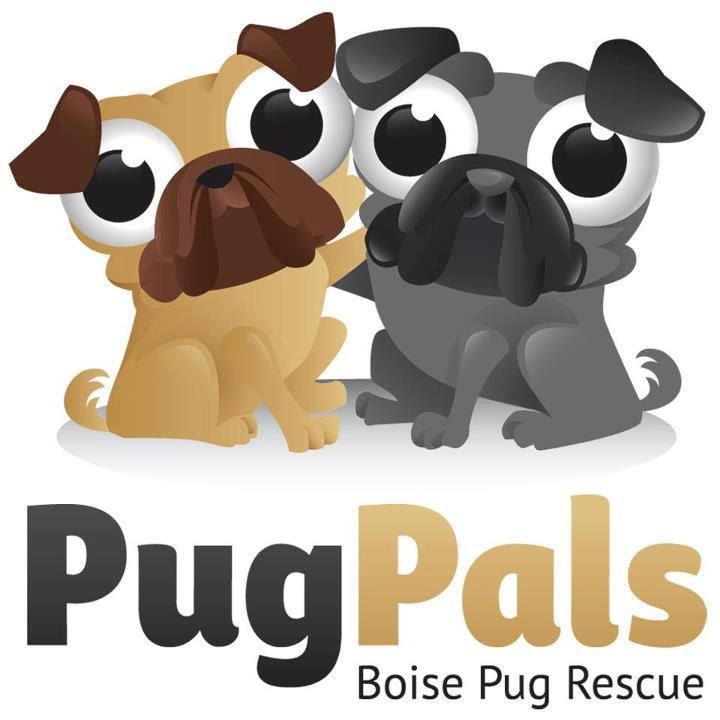 About the Pugs for Jugs campaign on Bonfire 2