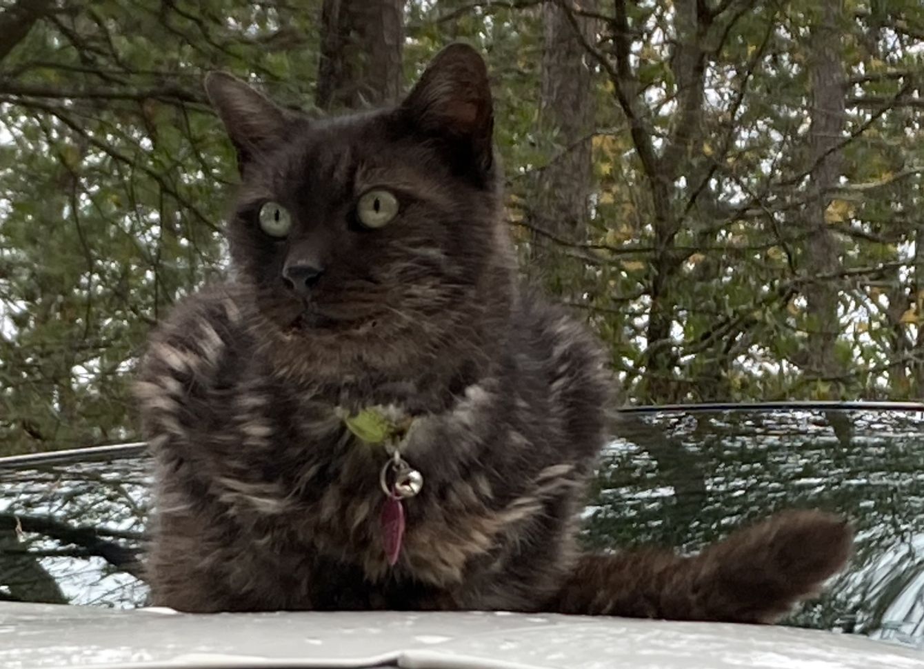 About the  campaign on Bonfire 1