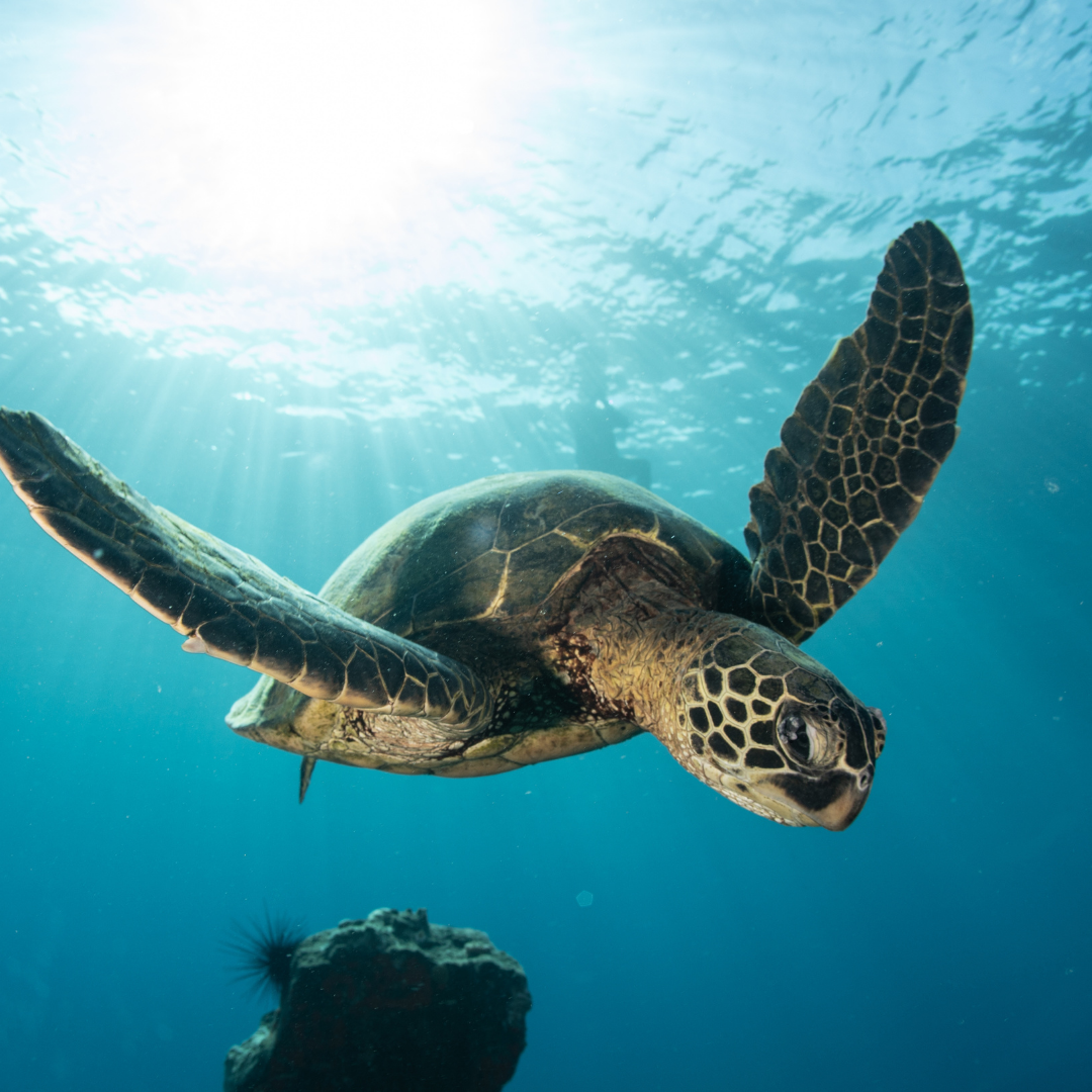 About the I heart honu campaign on Bonfire 2