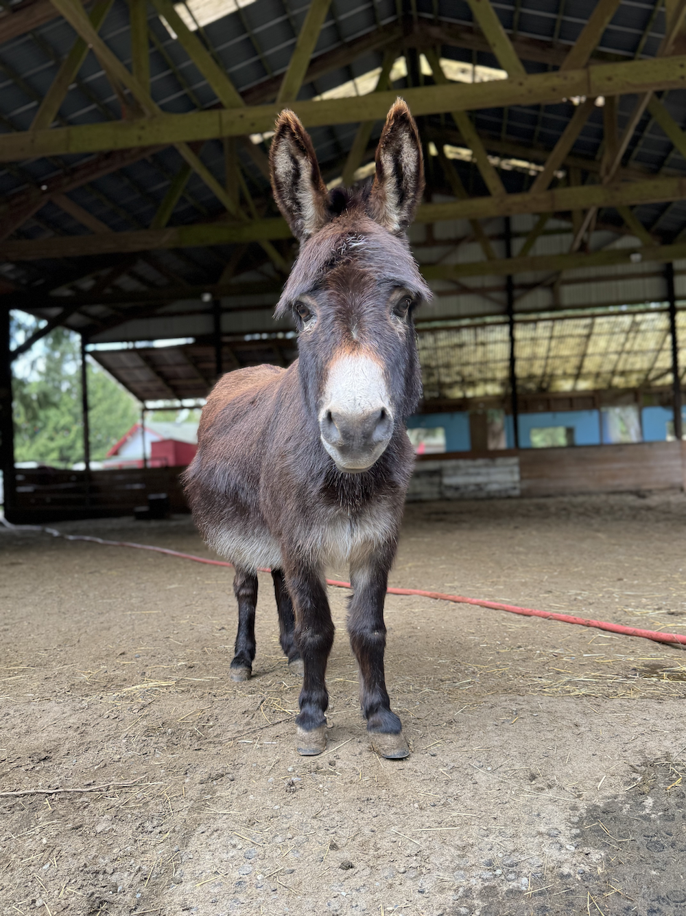 About the Rooster's Summer Vacation campaign on Bonfire 1