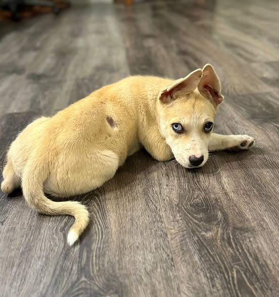 About the Duck Team 6-Riggs campaign on Bonfire 5