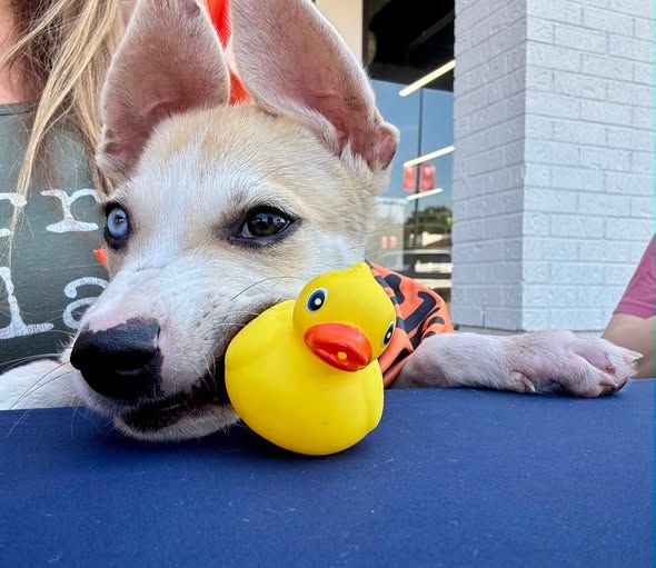 About the Duck Team 6-Riggs campaign on Bonfire 3