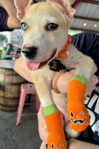 About the Duck Team 6-Riggs campaign on Bonfire 4