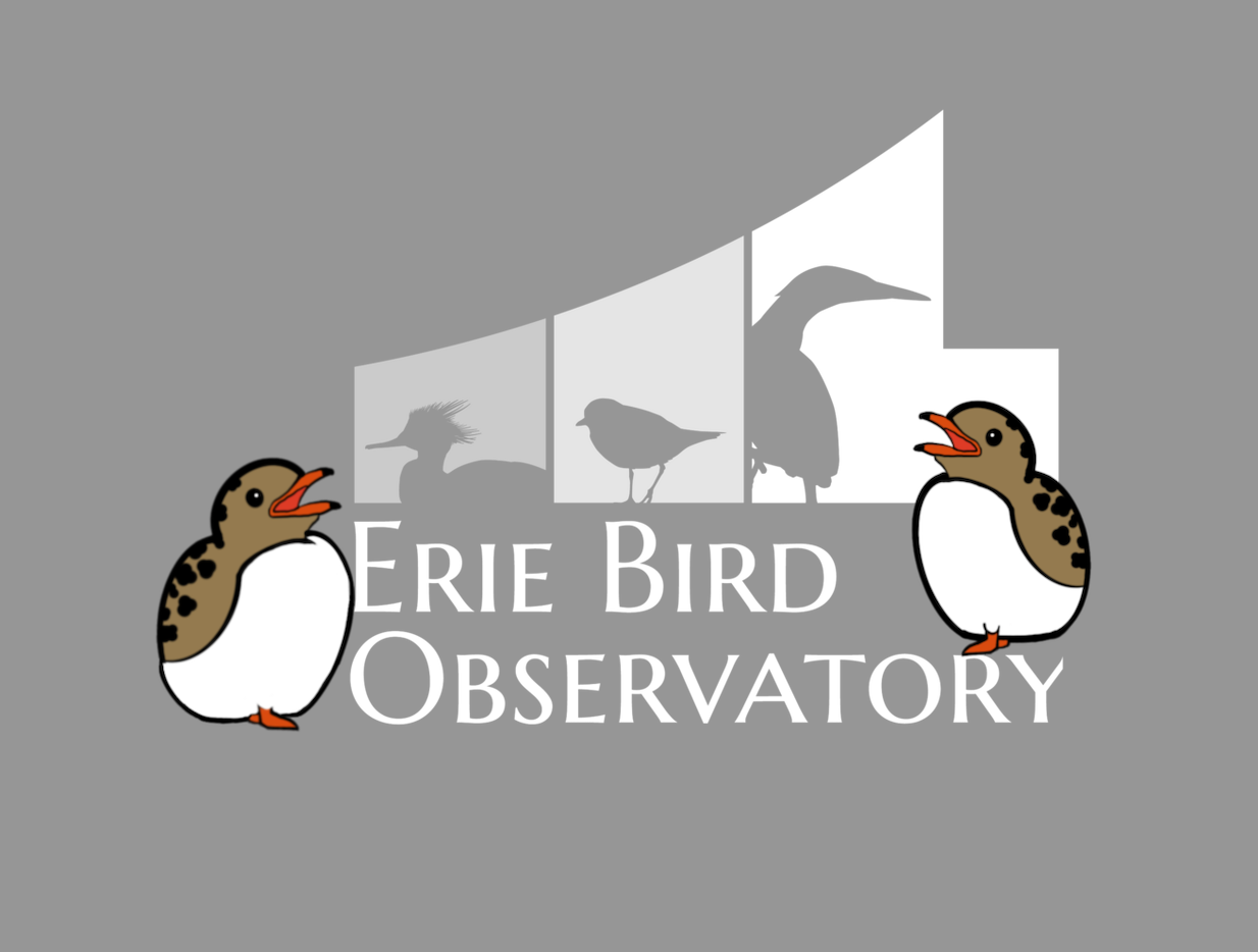About the Support Avian Research & Conservation Efforts campaign on Bonfire 3