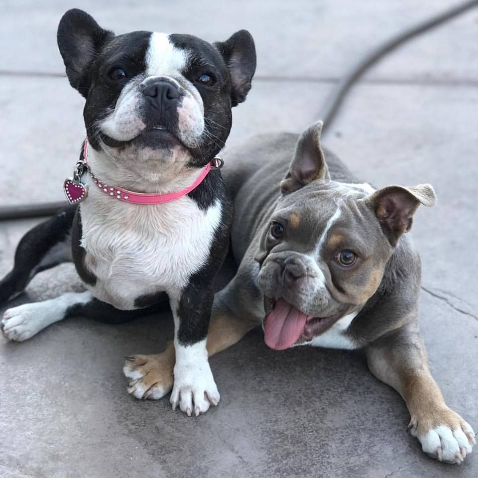 About the NorCal Bully Breed Rescue campaign on Bonfire 2