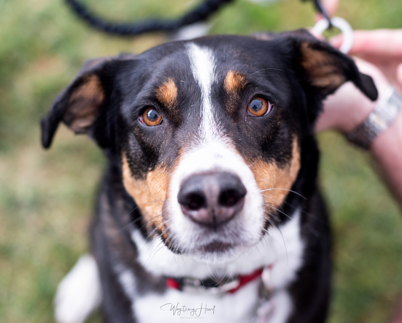 About the 2026 Puppy Love Donation Drive campaign on Bonfire 2