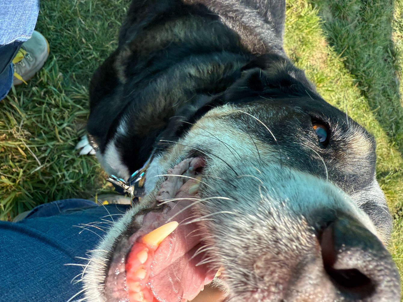 About the 2026 Puppy Love Donation Drive campaign on Bonfire 4