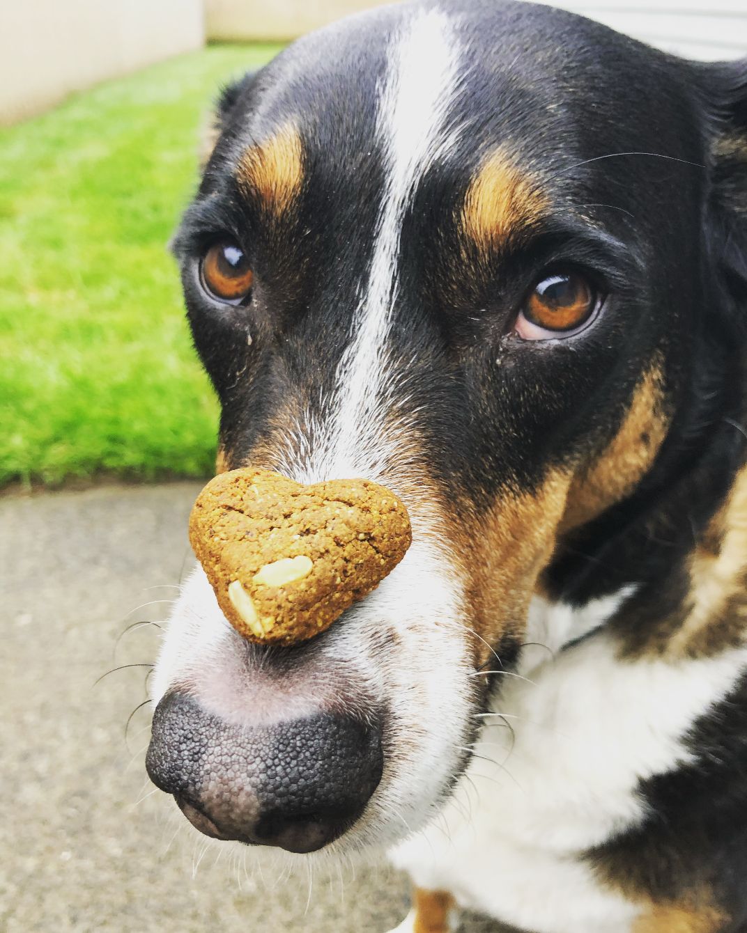 About the 2026 Puppy Love Donation Drive campaign on Bonfire 8