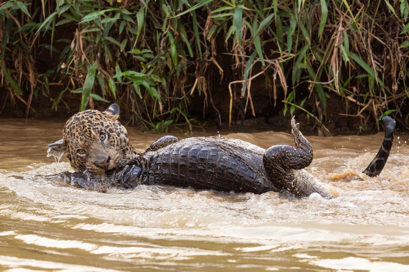 About the  campaign on Bonfire 2