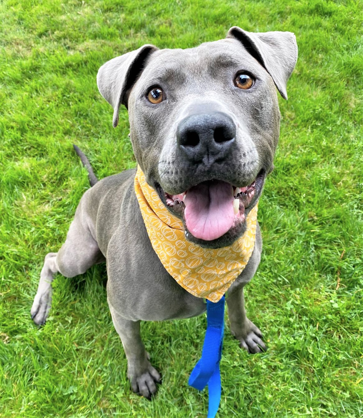 About the Rescue Besties campaign on Bonfire 4