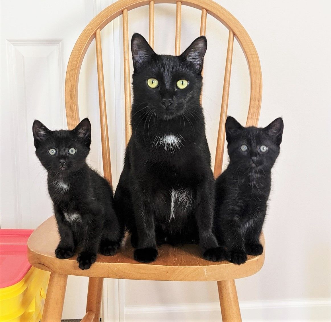 About the Rescue Besties campaign on Bonfire 3