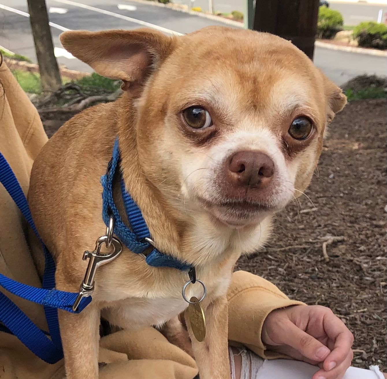 About the Prancer?s Adopt a Chihuahua Shirt! campaign on Bonfire 4
