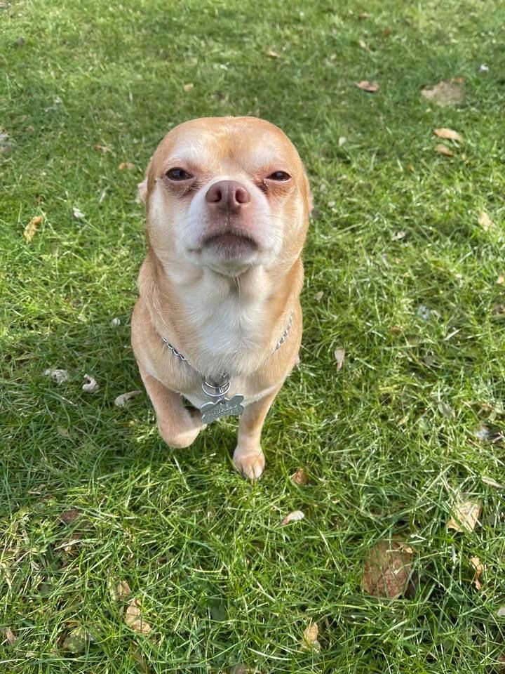 About the Prancer?s Adopt a Chihuahua Shirt! campaign on Bonfire 2