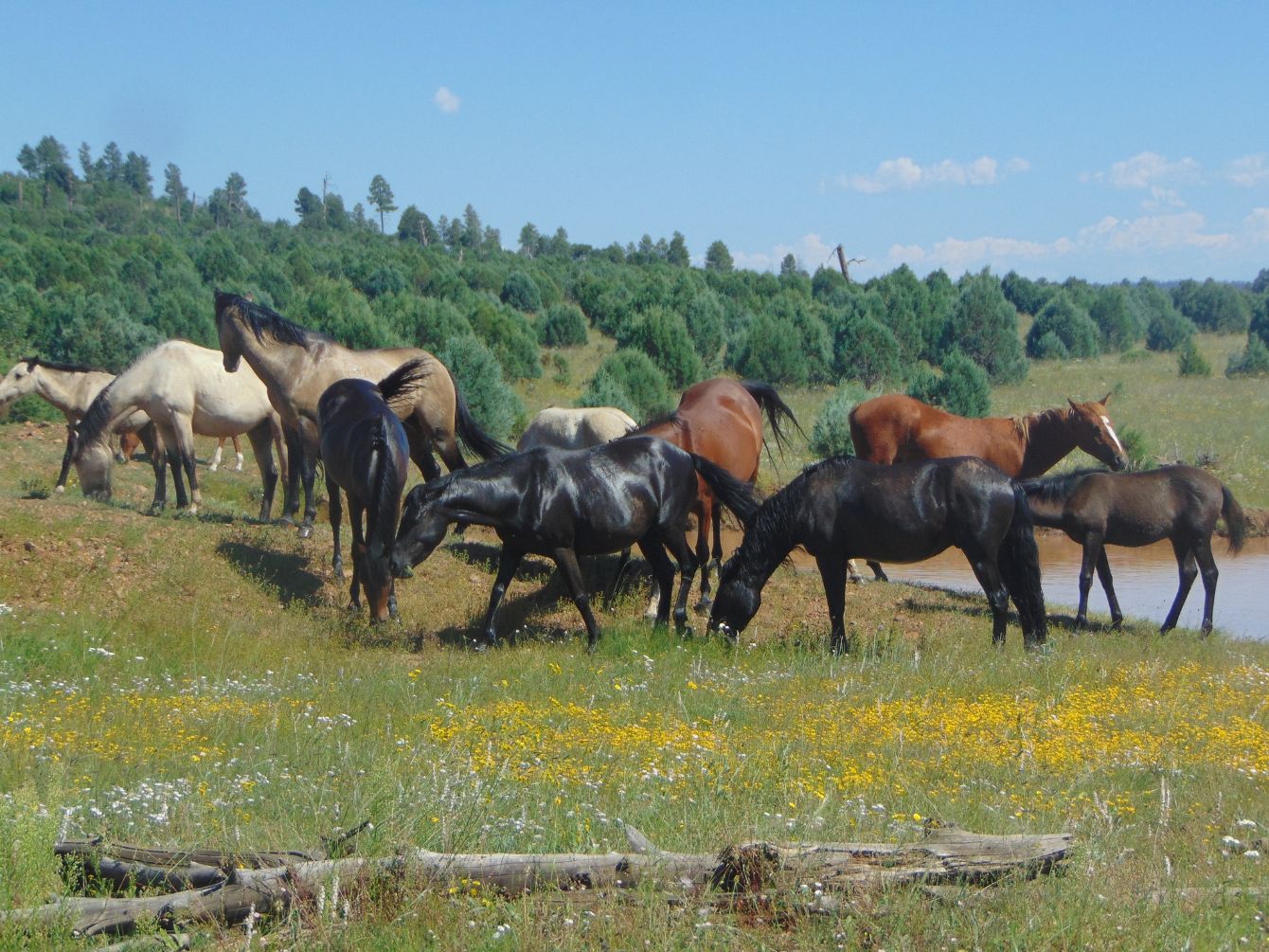 About the OWHO Signature Tee campaign on Bonfire 2