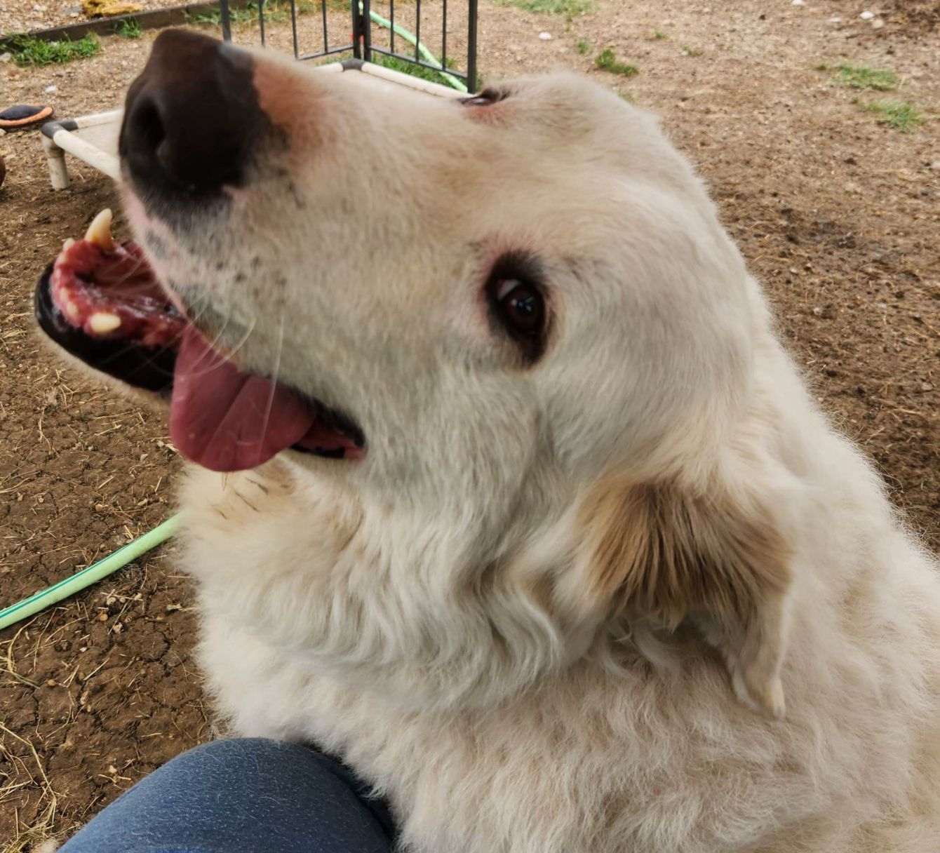 About the TGPR Come and Adopt It campaign on Bonfire 6