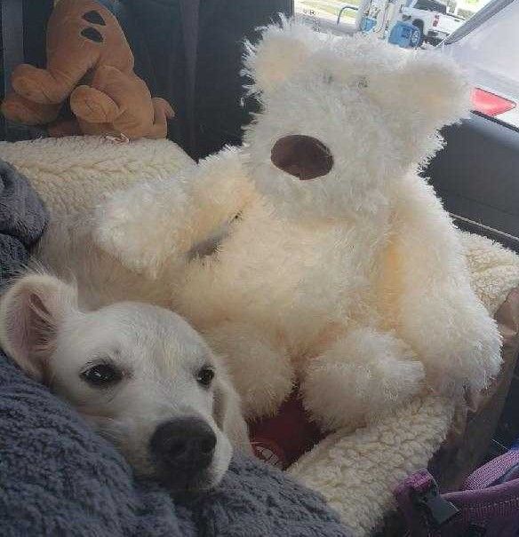 About the TGPR Come and Adopt It campaign on Bonfire 3