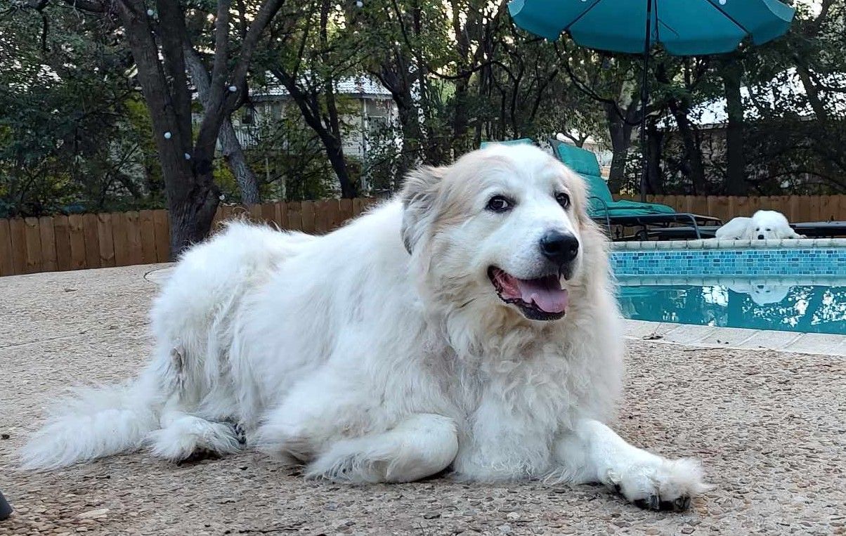 About the TGPR Come and Adopt It campaign on Bonfire 4