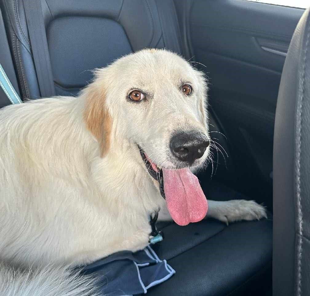 About the TGPR Come and Adopt It campaign on Bonfire 2