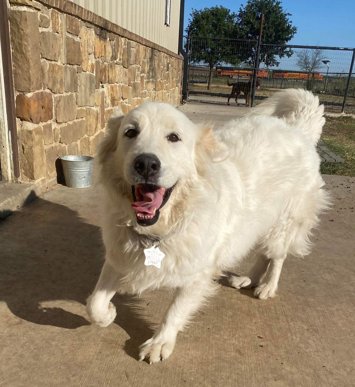 About the TGPR Come and Adopt It campaign on Bonfire 5