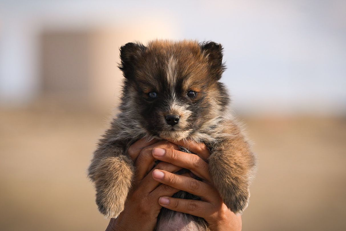 About the Pubby Constellation campaign on Bonfire 2