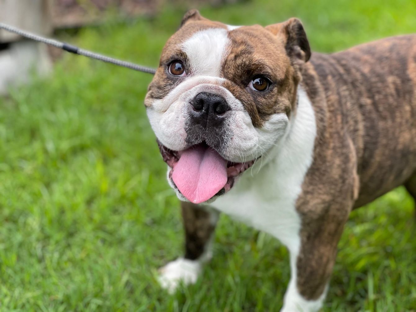 About the "This Toot Shall Pass" for Bulldog rescue campaign on Bonfire 2