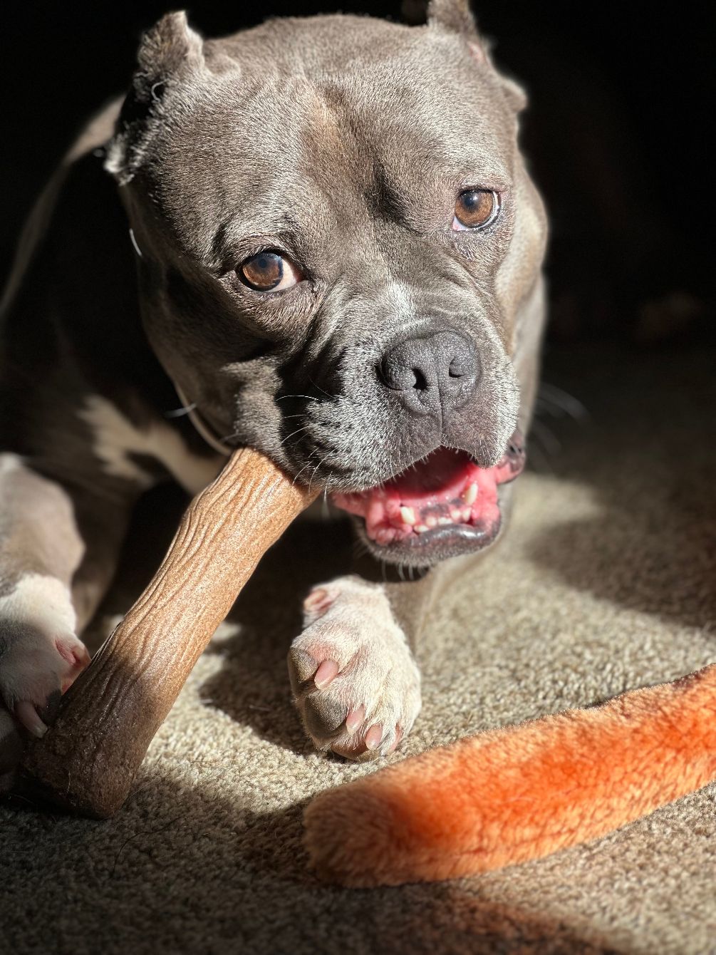 About the Pitties and Piggies campaign on Bonfire 4