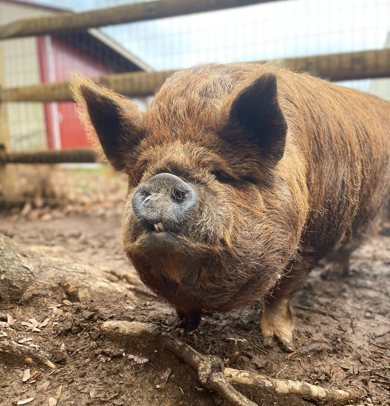 About the Pitties and Piggies campaign on Bonfire 2