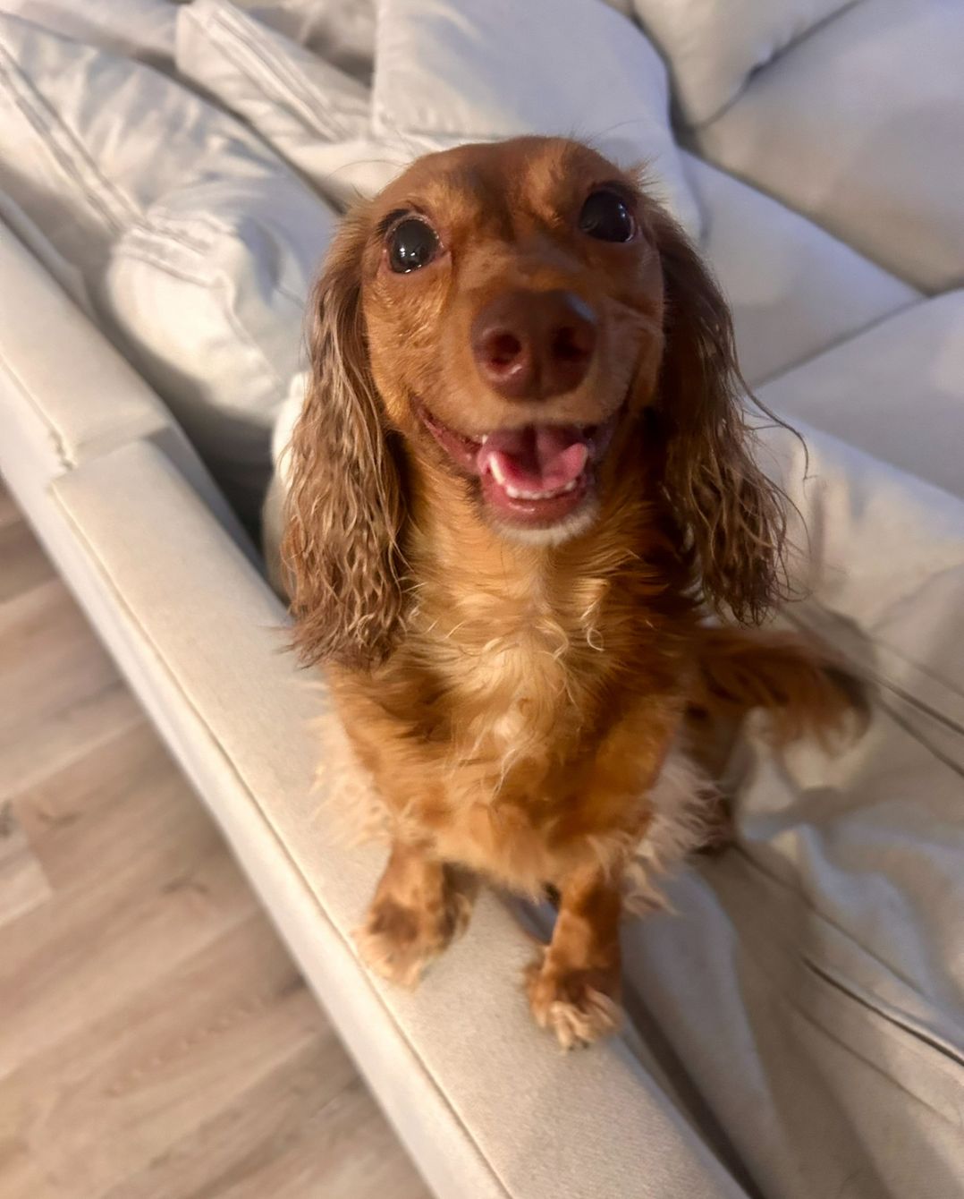 About the Toula?s Low Rider Club - Red Long Hair campaign on Bonfire 2