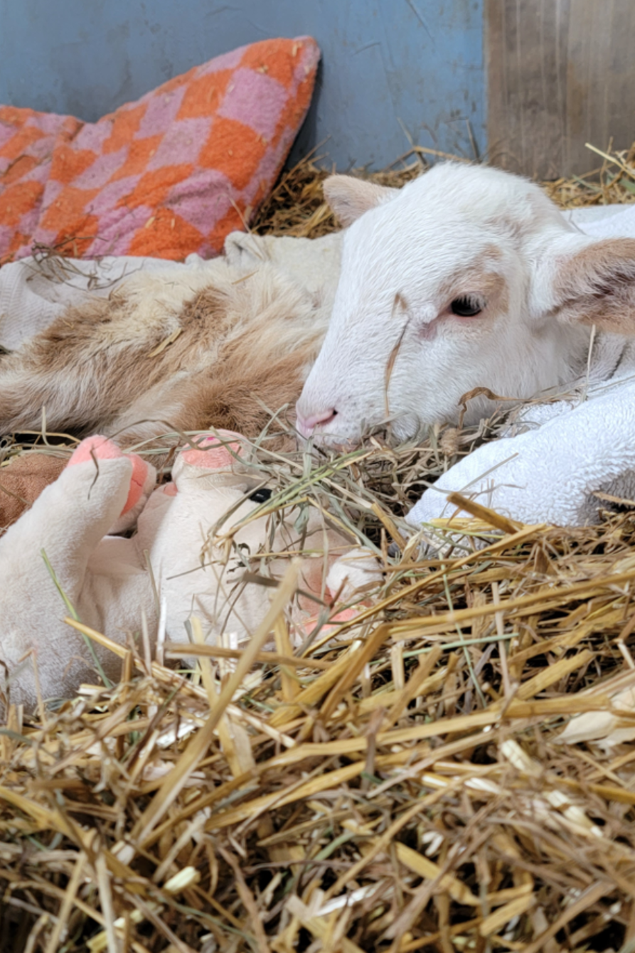 About the Poa Marie campaign on Bonfire 2